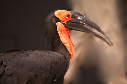 Bucorvus leadbeateri or Southern ground hornbill The Phoenix zoo. Bucorvus leadbeateri,Geotagged,Southern Ground Hornbill,Spring,United States