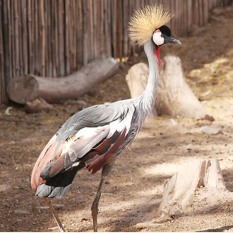 Balearica regulorum gibbericeps or Grey Crowned Crane The Phoenix zoo. Balearica regulorum,Geotagged,Grey crowned crane,Spring,United States