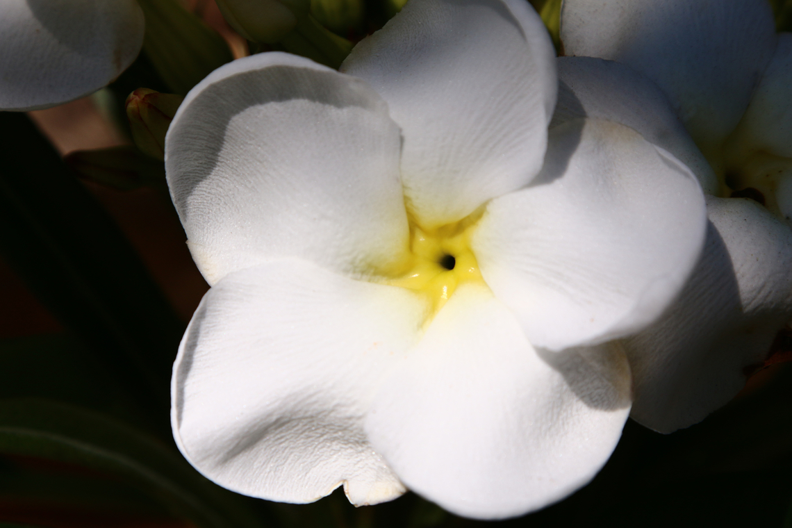 Pachypodium lamerei or Madagascar palm cactus This is neither a cactus or a palm Geotagged,Pachypodium lamerei,Spring,United States