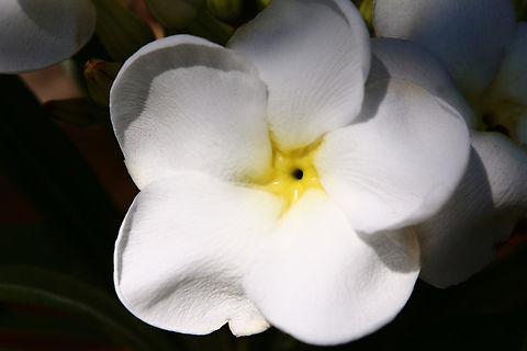 Pachypodium lamerei or Madagascar palm cactus This is neither a cactus or a palm Geotagged,Pachypodium lamerei,Spring,United States