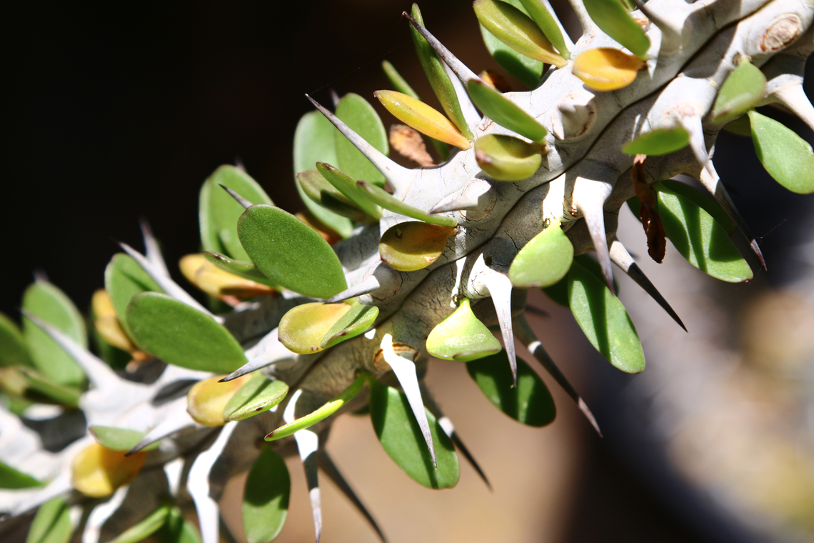 Alluadia procera or African Ocotillo  Alluadia procera,Alluaudia procera,Geotagged,Spring,United States