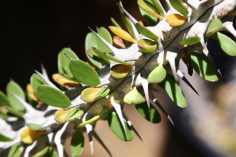 Alluadia procera or African Ocotillo  Alluadia procera,Alluaudia procera,Geotagged,Spring,United States