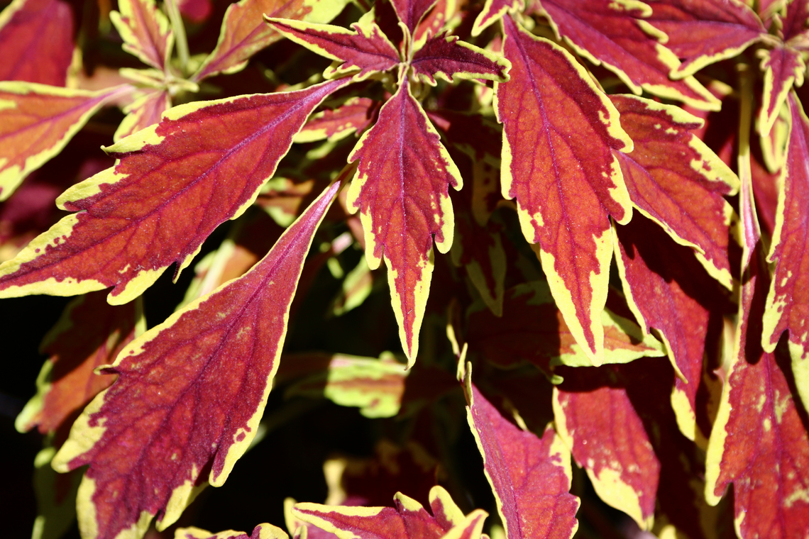 Solenostemon x scutellarioides  Coleus scutellarioides,Geotagged,Spring,United States