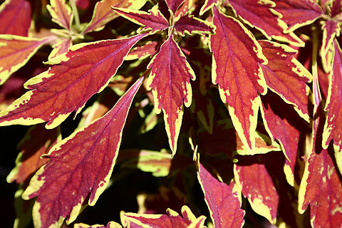 Solenostemon x scutellarioides  Coleus scutellarioides,Geotagged,Spring,United States