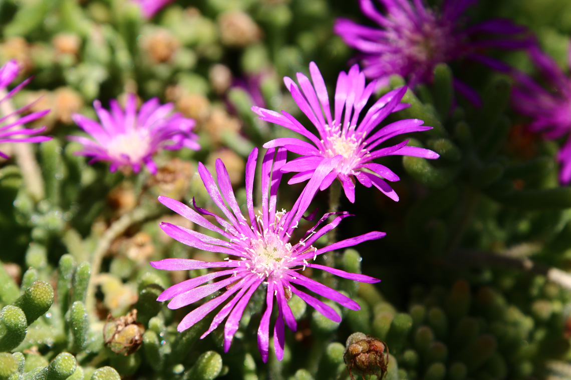 Drosanthemum speciosum 'Rosea' #1 Cultivated Geotagged,Spring,United States
