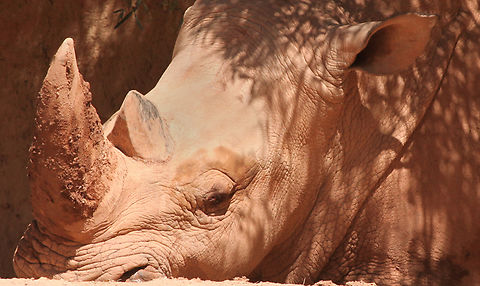Ceratotherium simum simum or Southern White Rhino  Ceratotherium simum,Geotagged,Spring,United States,White rhinoceros