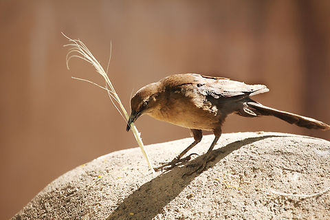 Quiscalus mexicanus or Great-Tailed Grackle Female Great-tailed Grackles are partial to water and so without the expanses of watered landscapes and agricultural fields these birds would be rare in the Sonoran Desert. One common foraging tactic they use is to catch worms and bugs that are forced out of the soil during irrigation. But these are very adaptable birds that can adjust their tactics to take advantage of human-altered habitat. For example, at dawn every day they gather to feed on grasshoppers and other insects beneath parking area and billboard flood lights. Garbage cans and scraps from outside restaurant areas are another important food source for urban grackles. Dairy cattle feed lots attract hundreds if not thousands of these birds. http://www.arizonensis.org/sonoran/fieldguide/vertibrata/quiscalus_mexicanus.html Geotagged,Great-tailed Grackle,Quiscalus mexicanus,Spring,United States
