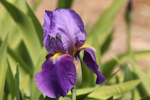 Possibly Califlora Feed Back or Bearded purple Iris  Geotagged,Spring,United States