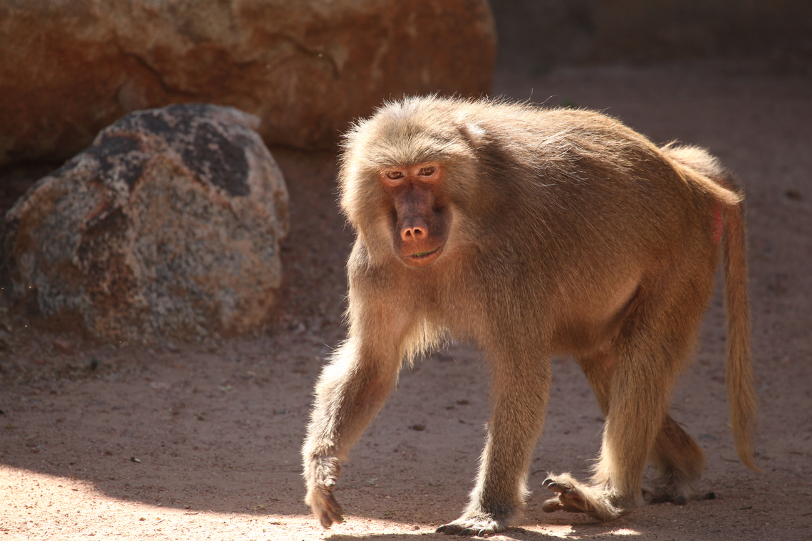 Papio hamadryas or Baboon female The Phoenix zoo Geotagged,Hamadryas baboon,Olive baboon,Papio anubis,Papio hamadryas,Spring,United States