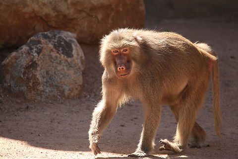 Papio hamadryas or Baboon female The Phoenix zoo Geotagged,Hamadryas baboon,Olive baboon,Papio anubis,Papio hamadryas,Spring,United States