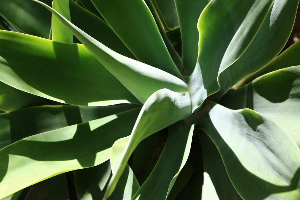 Agave attenuata or Foxtail Agave  Agave attenuata,Geotagged,Lion's tail,Spring,United States