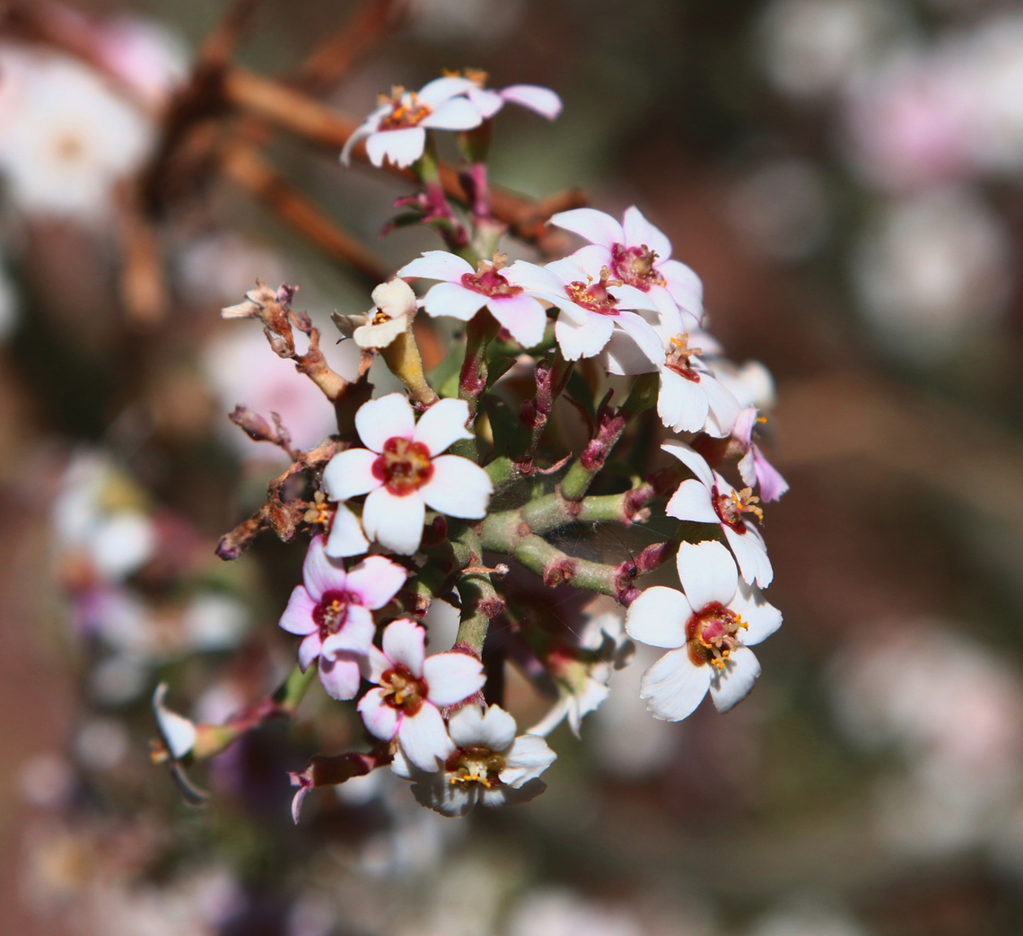 Euphorbia xantii or Cherry Blosson Euphorbia Cultivated Baja Spurge,Euphorbia xantii,Geotagged,Spring,United States