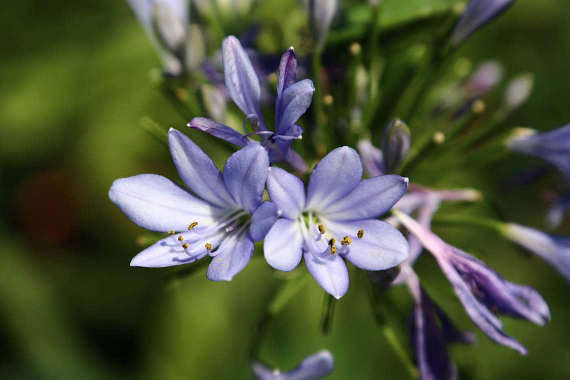 Agapanthus or Lily of the Nile/African Lily  African lily,Agapanthus africanus,Geotagged,Spring,United States