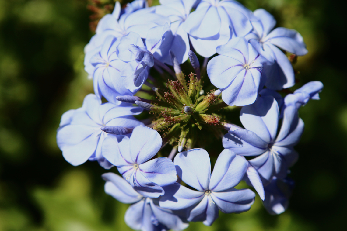 Plumbago auriculata or Cape Plumbago  Cape leadwort,Geotagged,Plumbago auriculata,Spring,United States