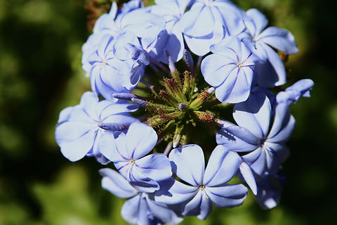 Plumbago auriculata or Cape Plumbago  Cape leadwort,Geotagged,Plumbago auriculata,Spring,United States