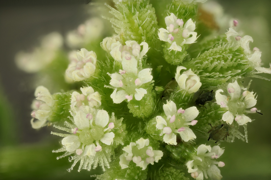 Knotted Hedge Parsley or Torilis nodosa Note the three aphids Geotagged,Spring,Torilis nodosa,United States