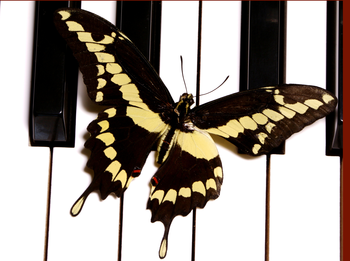 Papilio rumiko or Giant swallowtail feeding on a Baldwin species :) At 3 1/2&ndash; 5 1/2 inches it is considered one of the largest butterflies in North America. The newest idea is this species used to called cresphontes but is now called rumiko. <br />
<br />
The theory is that the tails on the trailing edge of the large wings along with the colorful eye dots allow these butterflies to fool predators into thinking that the rear of the insect  looks like the head with the tail resembling antennas and the brightly colored spots resemble eyes. It&rsquo;s also noted that the lines or bands lead the predators&rsquo; eyes towards its rear. The predator will attack the tail allowing the butterfly to escape relatively left intact.<br />
The first larval stage looks like a bird dropping to avoid predation. During droughts in Arizona, pupae can stay in this stage for a year or more waiting for a better climate.<br />
<figure class="photo"><a href="https://www.jungledragon.com/image/126223/papilio_rumiko_or_swallowtail_caterpillar.html" title="Papilio rumiko or Swallowtail caterpillar"><img src="https://s3.amazonaws.com/media.jungledragon.com/images/5803/126223_thumb.jpeg?AWSAccessKeyId=05GMT0V3GWVNE7GGM1R2&Expires=1759968010&Signature=uAmENiB3%2FJeJfKipypHineHwz2g%3D" width="200" height="152" alt="Papilio rumiko or Swallowtail caterpillar  Geotagged,Giant swallowtail,Papilio cresphontes,United States" /></a></figure><br />
<br />
Of the 24 species of swallowtail that occur in the United States, 13 have been found in Arizona.<br />
<br />
<br />
<figure class="photo"><a href="https://www.jungledragon.com/image/134791/papilio_rumiko_or_giant_swallowtail_wing_scales.html" title="Papilio rumiko or Giant swallowtail wing scales"><img src="https://s3.amazonaws.com/media.jungledragon.com/images/5803/134791_thumb.jpg?AWSAccessKeyId=05GMT0V3GWVNE7GGM1R2&Expires=1759968010&Signature=BzAxD%2B4V4aD%2BwCr6jnqOJ6qfNpg%3D" width="200" height="134" alt="Papilio rumiko or Giant swallowtail wing scales 4.5x magnification Geotagged,Giant swallowtail,Papilio cresphontes,Papilio rumiko,Spring,United States" /></a></figure><br />
<figure class="photo"><a href="https://www.jungledragon.com/image/134759/papilio_rumiko_or_giant_swallowtail.html" title="Papilio rumiko or Giant swallowtail"><img src="https://s3.amazonaws.com/media.jungledragon.com/images/5803/134759_thumb.jpg?AWSAccessKeyId=05GMT0V3GWVNE7GGM1R2&Expires=1759968010&Signature=1BmPs714mZo%2FY%2FefuyoaYb4aPY0%3D" width="200" height="134" alt="Papilio rumiko or Giant swallowtail Loawa lens at 3x magnification<br />
https://www.jungledragon.com/image/134791/papilio_cresphontes_or_giant_swallowtail_wing_scales.html Geotagged,Giant swallowtail,Papilio cresphontes,Papilio rumiko,Spring,United States" /></a></figure> Geotagged,Papilio rumiko,Spring,United States,Western Giant Swallowtail