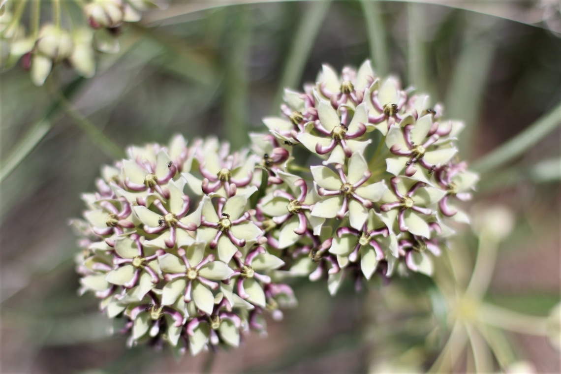 Antelope horns or Asclepias asperula Generally considered a weed through the SW United States Antelope horns,Asclepias asperula,Geotagged,Summer,United States