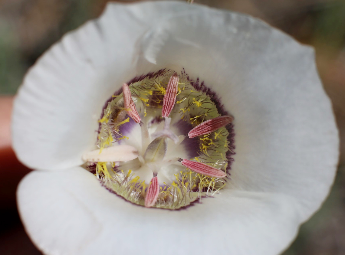 Doubting mariposa lily or Calochortus ambiguus  Calochortus ambiguus,Geotagged,Summer,United States