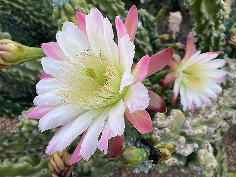 Trichosereus spachiana or Golden Torch Cereus flower https://www.jungledragon.com/image/134153/trichocereus_spachiana_or_golden_torch_cereus_plant.html Echinopsis spachiana,Geotagged,Spring,Torch Cactus,Trichocereus spachianus,United States