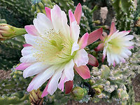 Trichosereus spachiana or Golden Torch Cereus flower https://www.jungledragon.com/image/134153/trichocereus_spachiana_or_golden_torch_cereus_plant.html Echinopsis spachiana,Geotagged,Spring,Torch Cactus,Trichocereus spachianus,United States