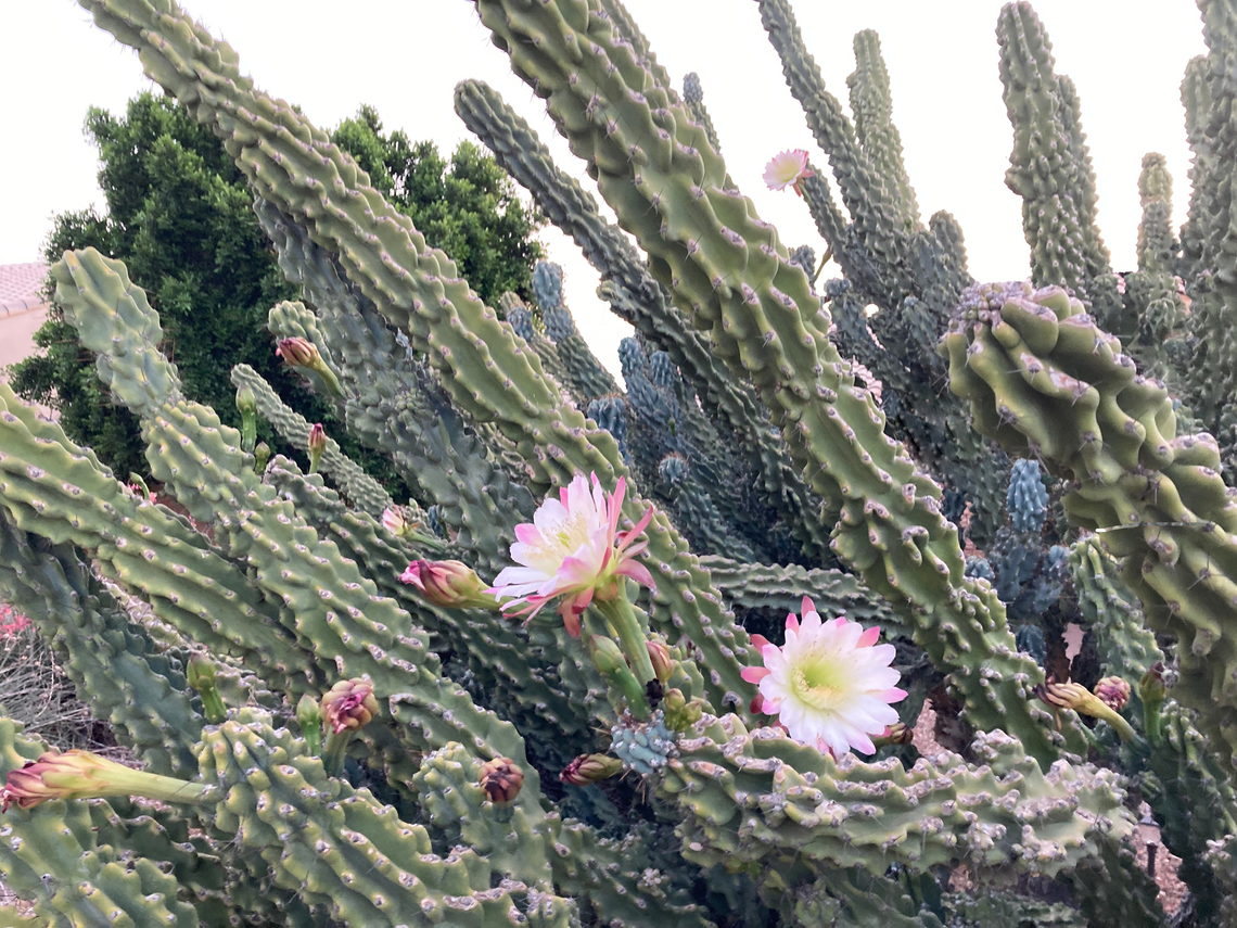 Trichocereus spachiana or Golden Torch Cereus plant <figure class="photo"><a href="https://www.jungledragon.com/image/134152/trichosereus_spachiana_or_golden_torch_cereus_flower.html" title="Trichosereus spachiana or Golden Torch Cereus flower"><img src="https://s3.amazonaws.com/media.jungledragon.com/images/5803/134152_thumb.JPG?AWSAccessKeyId=05GMT0V3GWVNE7GGM1R2&Expires=1763596810&Signature=negIXc79vY2tLD4sKkFCtbxHY%2FY%3D" width="200" height="150" alt="Trichosereus spachiana or Golden Torch Cereus flower https://www.jungledragon.com/image/134153/trichocereus_spachiana_or_golden_torch_cereus_plant.html Echinopsis spachiana,Geotagged,Spring,Torch Cactus,Trichocereus spachianus,United States" /></a></figure> Echinopsis spachiana,Geotagged,Spring,Torch Cactus,United States