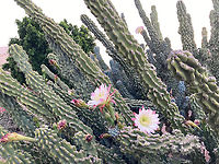 Trichocereus spachiana or Golden Torch Cereus plant https://www.jungledragon.com/image/134152/echinopsis_or_trichosereus_spachiana_or_golden_torch_cereus_flower.html Echinopsis spachiana,Geotagged,Spring,Torch Cactus,United States