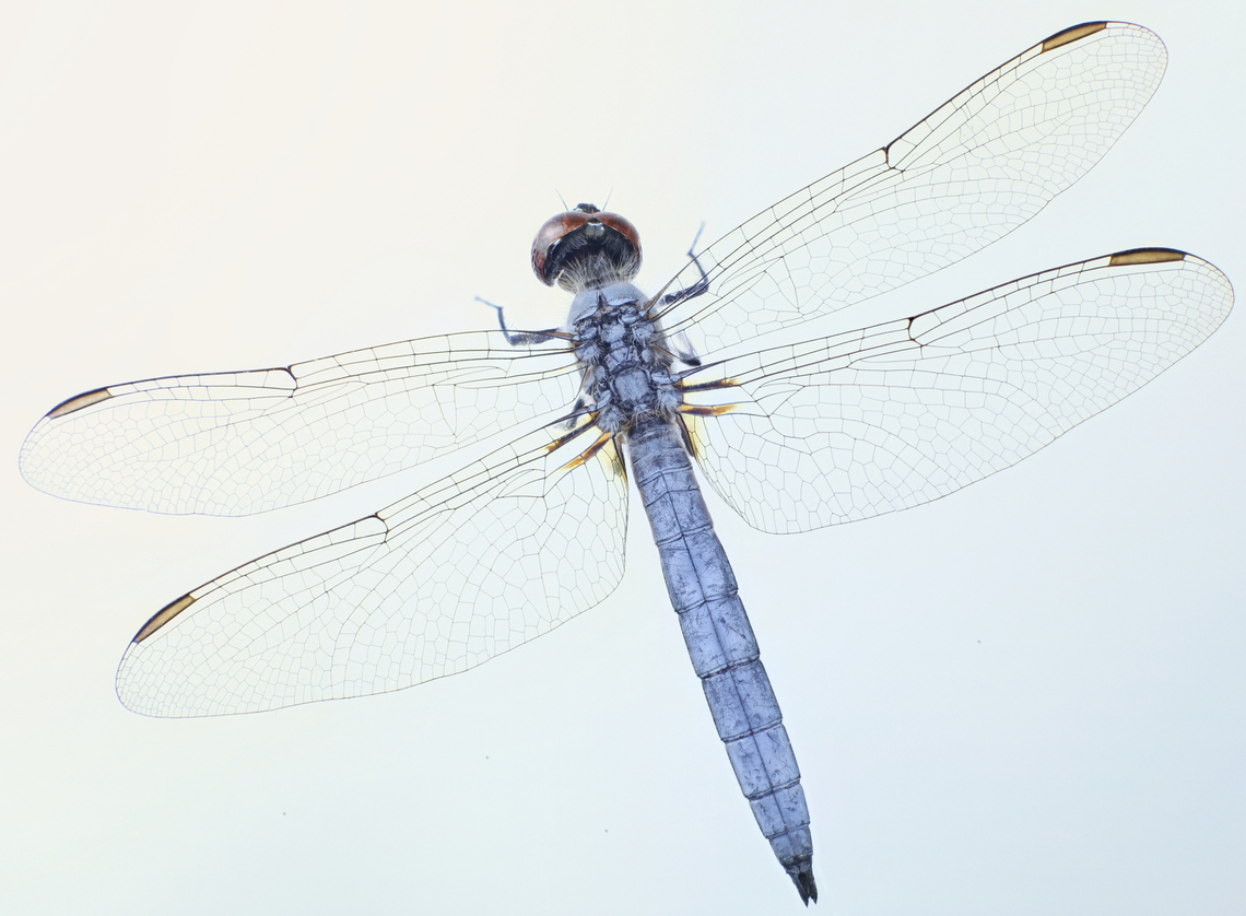 Blue Dasher or Pachydiplax longipennis <figure class="photo"><a href="https://www.jungledragon.com/image/134712/blue_dasher_or_pachydiplax_longipennis.html" title="Blue Dasher or Pachydiplax longipennis"><img src="https://s3.amazonaws.com/media.jungledragon.com/images/5803/134712_thumb.jpg?AWSAccessKeyId=05GMT0V3GWVNE7GGM1R2&Expires=1759968010&Signature=gpVIJ6GT3hgx8dmhu0bAfgJUH6M%3D" width="200" height="134" alt="Blue Dasher or Pachydiplax longipennis  Blue dasher,Geotagged,Pachydiplax longipennis,Spring,United States" /></a></figure> Blue dasher,Geotagged,Pachydiplax longipennis,Spring,United States