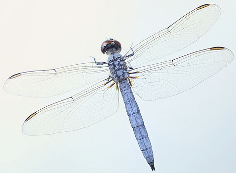 Blue Dasher or Pachydiplax longipennis https://www.jungledragon.com/image/134712/blue_dasher_or_pachydiplax_longipennis.html Blue dasher,Geotagged,Pachydiplax longipennis,Spring,United States