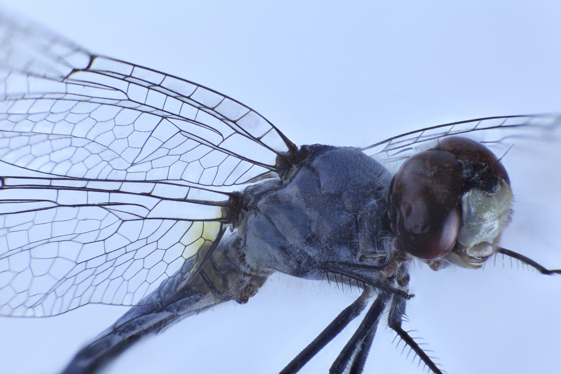 Blue Dasher or Pachydiplax longipennis  Blue dasher,Geotagged,Pachydiplax longipennis,Spring,United States