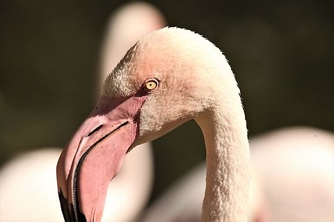Chilean Flamingo or Phoenicopterus chilensis Phoenix zoo Chilean flamingo,Geotagged,Phoenicopterus chilensis,Spring,United States
