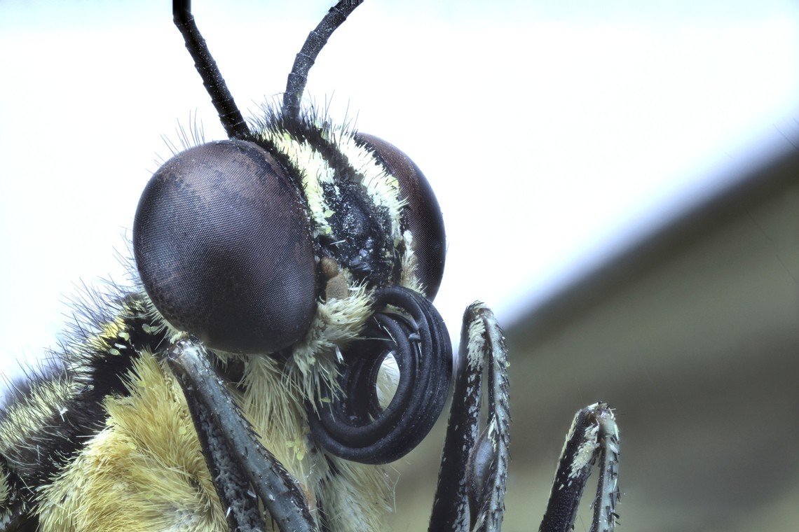 Papilio rumiko or Giant swallowtail Loawa lens at 3x magnification<br />
<figure class="photo"><a href="https://www.jungledragon.com/image/134791/papilio_rumiko_or_giant_swallowtail_wing_scales.html" title="Papilio rumiko or Giant swallowtail wing scales"><img src="https://s3.amazonaws.com/media.jungledragon.com/images/5803/134791_thumb.jpg?AWSAccessKeyId=05GMT0V3GWVNE7GGM1R2&Expires=1767225610&Signature=2ChKNTSojY0%2FYrbza620RWC3%2BHc%3D" width="200" height="134" alt="Papilio rumiko or Giant swallowtail wing scales 4.5x magnification Geotagged,Giant swallowtail,Papilio cresphontes,Papilio rumiko,Spring,United States" /></a></figure> Geotagged,Giant swallowtail,Papilio cresphontes,Papilio rumiko,Spring,United States