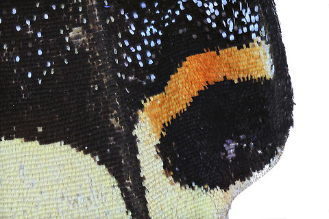 Papilio rumiko or Giant swallowtail wing scales 4.5x magnification Geotagged,Giant swallowtail,Papilio cresphontes,Papilio rumiko,Spring,United States