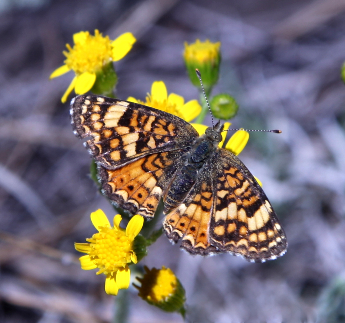 Painted Crescent or Phyciodes picta Host plant is usually field bindweed and Daisy Geotagged,Painted crescent,Phyciodes picta,Spring,United States