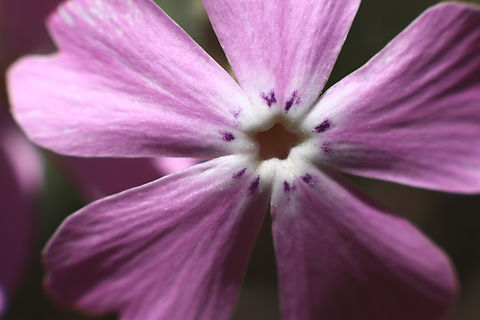 Pursh or Phlox Speciosa  Geotagged,Phlox Speciosa,Phlox speciosa,Polemoniaceae,Spring,United States,pink flowers,plants,showy phlox,wildflowers
