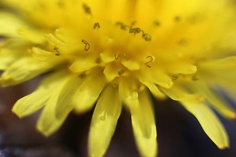 Dandelion Number 2 :) or Taraxacum officinale The number 2 was not altered but is the result of the stigma shape as it dries out. Common dandelion,Geotagged,Spring,Taraxacum officinale,United States