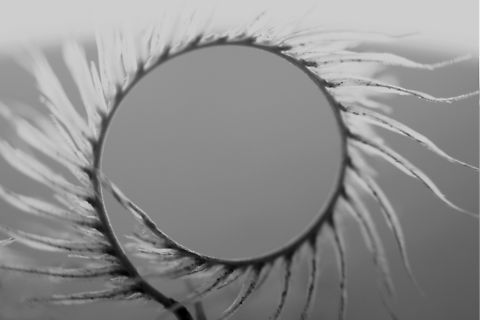 Blue Grama or Bouteloua gracilis This grass has a stem with multiple curls which surround the stems of adjacent plants and locks to it. It is the state grass of Colorado and New Mexico
https://www.jungledragon.com/image/153482/blue_grama_wild_grass_or_bouteloua_gracilis.html
When it is seed it looked like a thin black stripe until I held it to the light then the colors jumped out. Blue grama,Bouteloua gracilis,Geotagged,Spring,United States