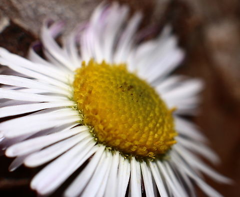 Common Daisey or Bellis perennis  Bellis perennis,Common daisy,Geotagged,Spring,United States
