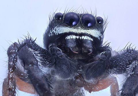 Gray Jumping Spider or Possibly Menemerus sp. Gray trim on legs, eyes, long fangs with reddish brown hind leg
120 shots at 5X Laowa f2.8 lens
https://www.jungledragon.com/image/136006/gray_jumping_spider_or_possibly_salticidae_menemerus.html
https://www.jungledragon.com/image/135960/gray_jumping_spider_or_possibly_salticidae_menemerus.html
https://www.jungledragon.com/image/136005/gray_jumping_spider_or_possibly_salticidae_menemerus.html Geotagged,Spring,United States