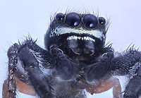 Gray Jumping Spider or Possibly Menemerus sp. Gray trim on legs, eyes, long fangs with reddish brown hind leg<br />
120 shots at 5X Laowa f2.8 lens<br />
https://www.jungledragon.com/image/136006/gray_jumping_spider_or_possibly_salticidae_menemerus.html<br />
https://www.jungledragon.com/image/135960/gray_jumping_spider_or_possibly_salticidae_menemerus.html<br />
https://www.jungledragon.com/image/136005/gray_jumping_spider_or_possibly_salticidae_menemerus.html Geotagged,Spring,United States