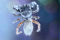 Gray Jumping Spider or Possibly Salticidae Menemerus https://www.jungledragon.com/image/135941/gray_jumping_spider_or_possibly_salticidae_menemerus.html Geotagged,Spring,United States