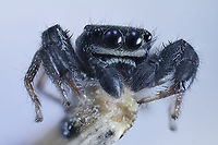 Gray Jumping Spider or Possibly Salticidae Menemerus  Geotagged,Spring,United States