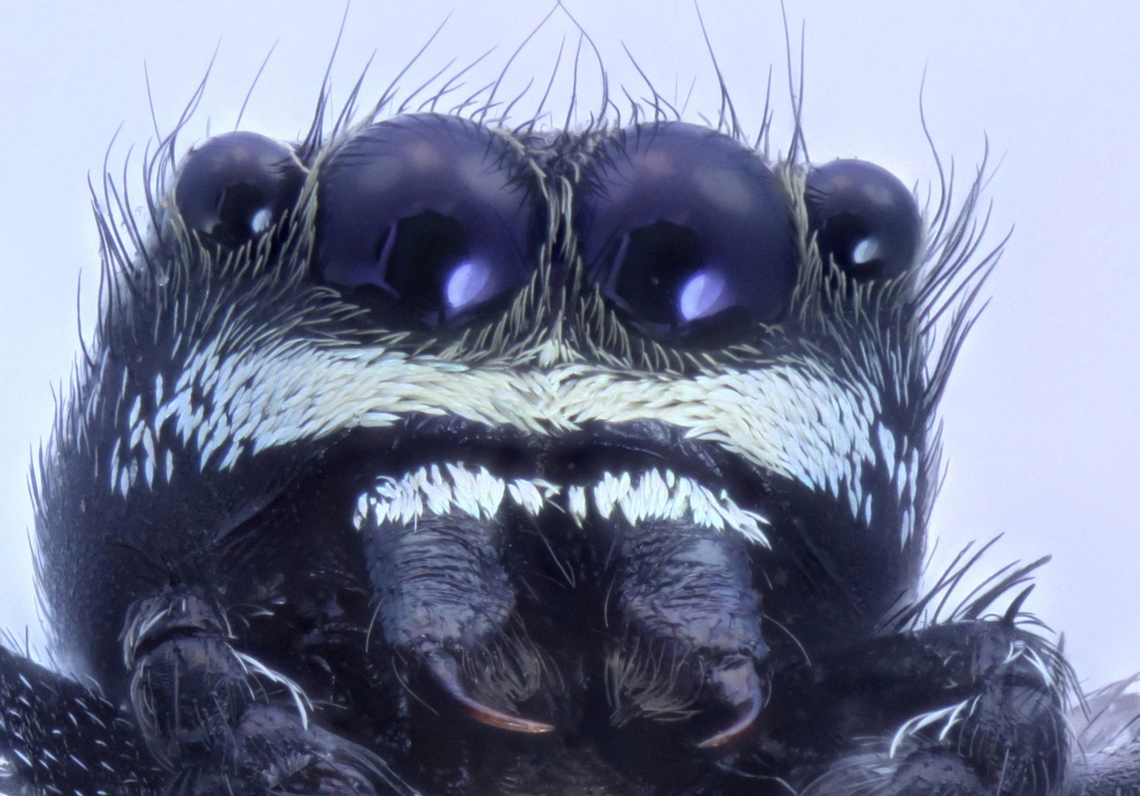 Gray Jumping Spider or Possibly Salticidae Menemerus  Geotagged,Spring,United States