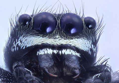 Gray Jumping Spider or Possibly Salticidae Menemerus  Geotagged,Spring,United States