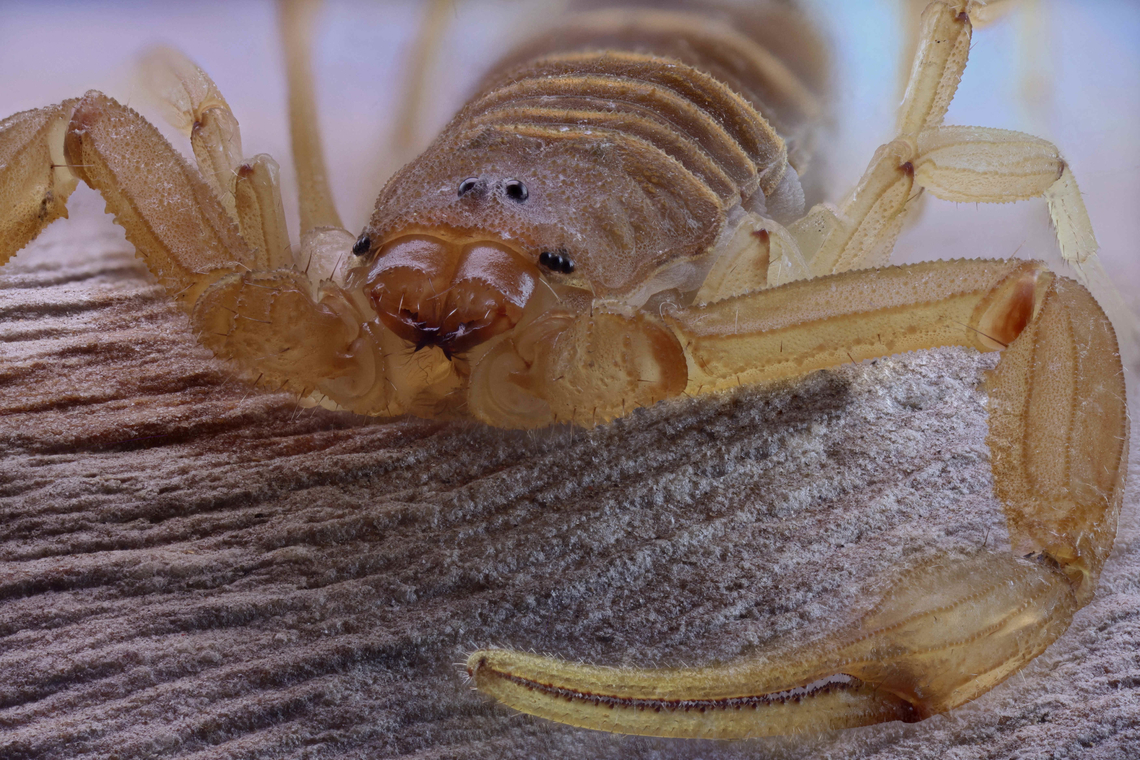 Arizona Bark Scorpion or Centruoides sculpturatus Found in our house. Nasty little guys particularly for small children and seniors because they are the most venomous scorpion in North America but usually not lethal.<br />
<figure class="photo"><a href="https://www.jungledragon.com/image/136206/arizona_bark_scorpion_or_centruoides_sculpturatus_ventral_side.html" title="Arizona Bark Scorpion or Centruoides sculpturatus ventral side"><img src="https://s3.amazonaws.com/media.jungledragon.com/images/5803/136206_thumb.jpg?AWSAccessKeyId=05GMT0V3GWVNE7GGM1R2&Expires=1769040010&Signature=xM9dH63KZXtcDZIH%2FK8qZcoxgbA%3D" width="200" height="134" alt="Arizona Bark Scorpion or Centruoides sculpturatus ventral side Arizona Bark Scorpion or Centruoides sculpturatus . Name Centruroides, using the Greek noun &kappa;&epsilon;&nu;&tau;&rho;&omicron;&nu;, cen-tron = &ldquo;a sharp point.&rdquo; <br />
Found in our house. Nasty little guys particularly for small children and seniors because they are the most venomous scorpion in North America but usually not lethal. <br />
The ventral side highlights the Book lungs (round areas called stigmates with slots on the bottom) where they breath and the Pectins (feather like) that are sensory organs thought to sense surfaces, vibrations and possibly chemoreceptors like pheromones'. Arizona bark scorpion,Centruroides sculpturatus,Geotagged,Spring,United States" /></a></figure><br />
The ventral side highlights the Book lungs (round areas with slots on the bottom) where they breath and the Pectins (feather like) that are sensory organs thought to sense surfaces, vibrations and possibly chemoreceptors like female pheromones'.<br />
<figure class="photo"><a href="https://www.jungledragon.com/image/136207/arizona_bark_scorpion_or_centruoides_sculpturatus.html" title="Arizona Bark Scorpion or Centruoides sculpturatus"><img src="https://s3.amazonaws.com/media.jungledragon.com/images/5803/136207_thumb.jpg?AWSAccessKeyId=05GMT0V3GWVNE7GGM1R2&Expires=1769040010&Signature=mJCG27ZzGXKqgOLJUby7wsp%2BSh4%3D" width="200" height="134" alt="Arizona Bark Scorpion or Centruoides sculpturatus 2.5X 76 shots of the stinger and venom bulb Arizona bark scorpion,Centruroides sculpturatus,Geotagged,Spring,United States" /></a></figure><br />
stinger and venom bulb<br />
 Arizona bark scorpion,Centruroides sculpturatus,Geotagged,Spring,United States