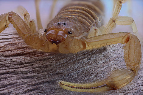 Arizona Bark Scorpion or Centruoides sculpturatus Found in our house. Nasty little guys particularly for small children and seniors because they are the most venomous scorpion in North America but usually not lethal.
https://www.jungledragon.com/image/136206/arizona_bark_scorpion_or_centruoides_sculpturatus_ventral_side.html
The ventral side highlights the Book lungs (round areas with slots on the bottom) where they breath and the Pectins (feather like) that are sensory organs thought to sense surfaces, vibrations and possibly chemoreceptors like female pheromones'.
https://www.jungledragon.com/image/136207/arizona_bark_scorpion_or_centruoides_sculpturatus.html
stinger and venom bulb
 Arizona bark scorpion,Centruroides sculpturatus,Geotagged,Spring,United States