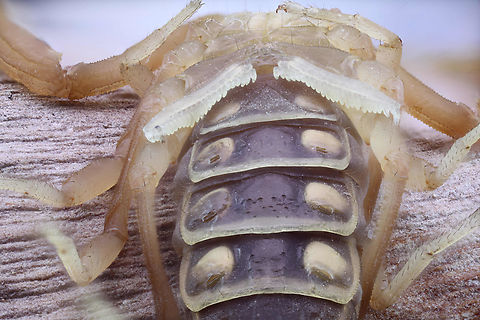 Arizona Bark Scorpion or Centruoides sculpturatus ventral side Arizona Bark Scorpion or Centruoides sculpturatus . Name Centruroides, using the Greek noun &kappa;&epsilon;&nu;&tau;&rho;&omicron;&nu;, cen-tron = &ldquo;a sharp point.&rdquo; 
Found in our house. Nasty little guys particularly for small children and seniors because they are the most venomous scorpion in North America but usually not lethal. 
The ventral side highlights the Book lungs (round areas called stigmates with slots on the bottom) where they breath and the Pectins (feather like) that are sensory organs thought to sense surfaces, vibrations and possibly chemoreceptors like pheromones'. Arizona bark scorpion,Centruroides sculpturatus,Geotagged,Spring,United States