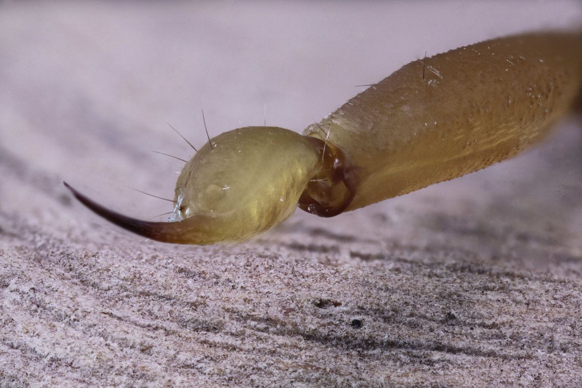 Arizona Bark Scorpion or Centruoides sculpturatus 2.5X 76 shots of the stinger and venom bulb Arizona bark scorpion,Centruroides sculpturatus,Geotagged,Spring,United States