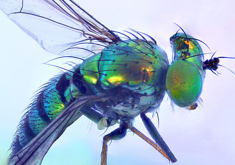 Long Legged Green Fly or Condylostylus longicornis These beautiful flies are beneficial as they eat plant aphids and mites. There are over 250 species of this genius. It is going to take a lot more than one or two photos to confirm this to species level. I will enjoy it for its beauty.
https://www.jungledragon.com/image/136272/long_legged_green_fly_or_condylostylus_sp._dorsal_view.html Condylostylus longicornis,Condylostylus sipho,Condylostylus spp.,Geotagged,Spring,United States