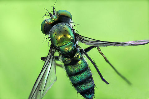 Long Legged Green Fly or Condylostylus longicornis dorsal view https://www.jungledragon.com/image/136271/long_legged_green_fly_or_condylostylus_sp.html Condylostylus longicornis,Condylostylus sp.,Geotagged,Spring,United States
